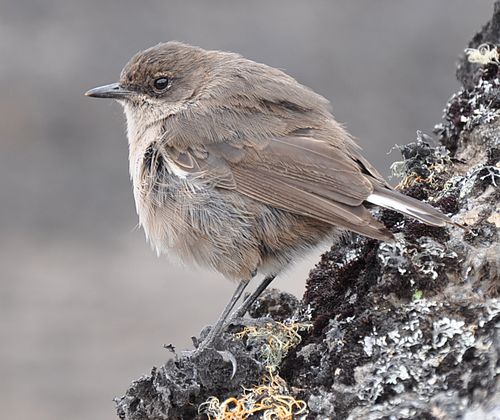 Moorland chat